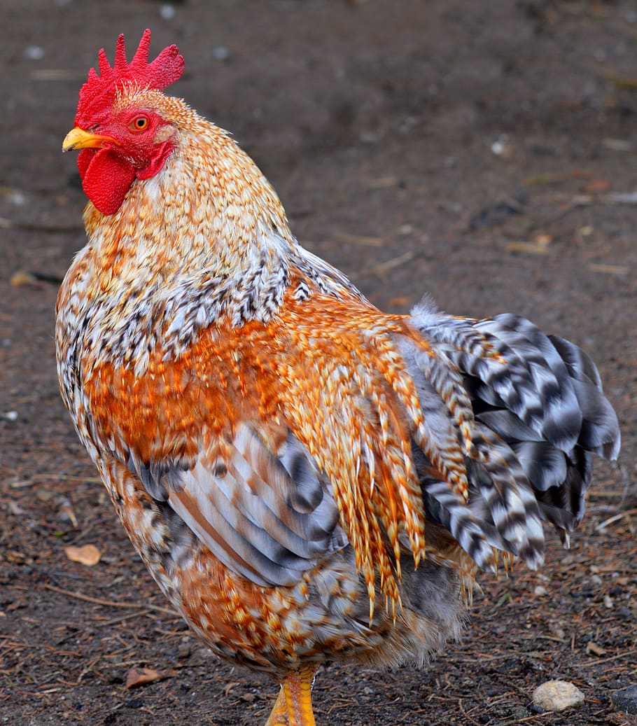 hahn, running, pride, poultry, animal, range, chicken - bird HD wallpaper