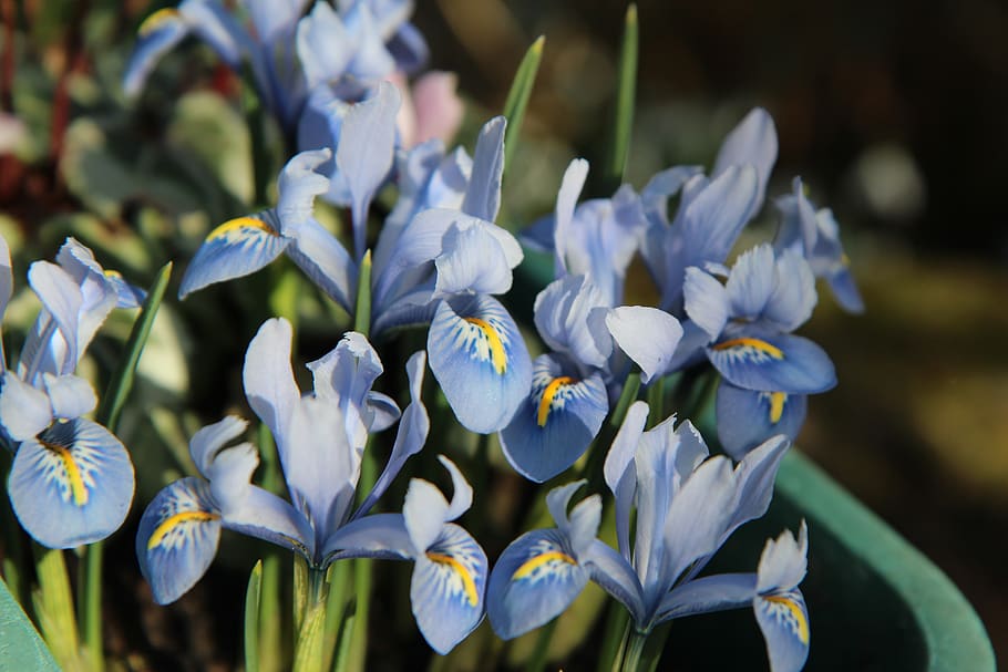 HD wallpaper: iris blue, iris dwarf, flowers, spring, flowering plant ...
