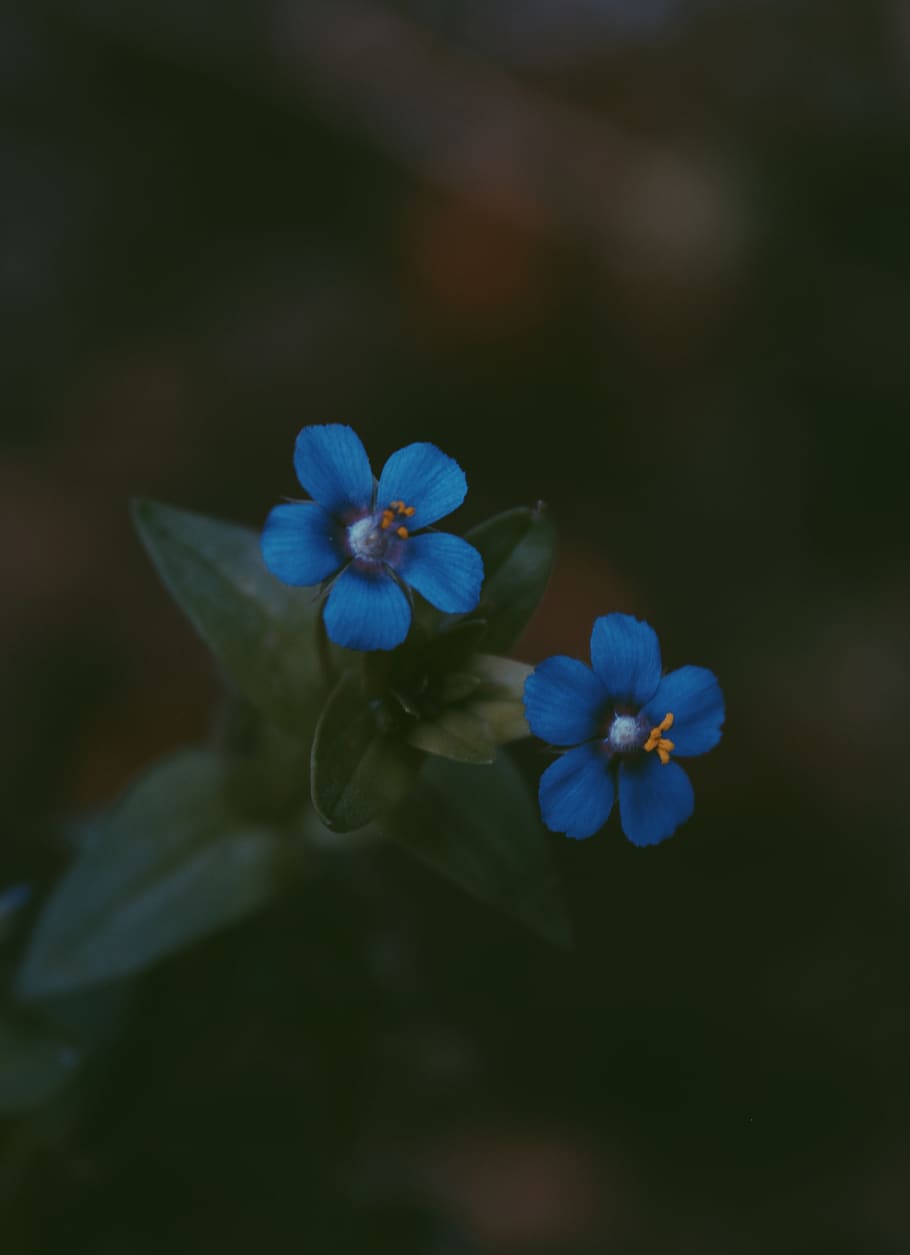 Two Blue 5-petal Flowers, beautiful, blooming, blue flower, color