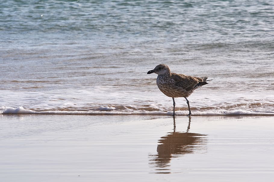 seegul, ocean, beach, nature, water, animal, bird, animal themes HD wallpaper