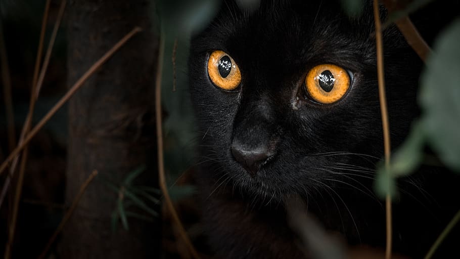 black, cat, orange, eyes, prowl, kitten, autumn, one animal, HD wallpaper