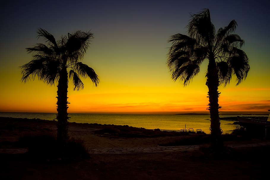 palm trees, twilight, sunset, beach, autumn, nature, horizon HD wallpaper