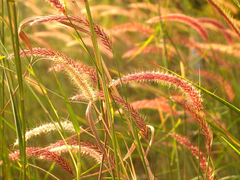 Red Cattail Plants, background, beautiful, bloom, blossom, bright HD wallpaper
