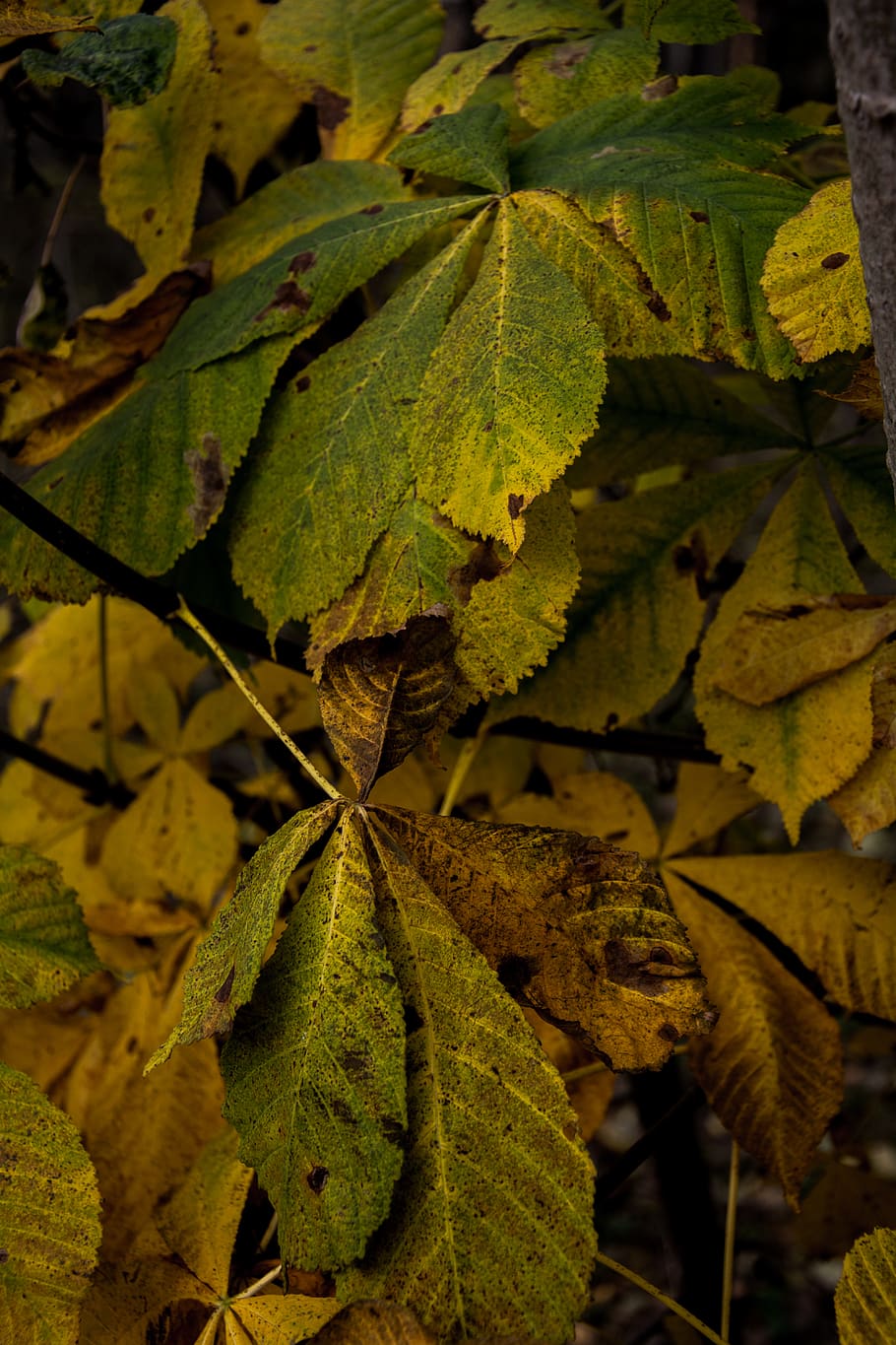 nature, woods, forest, tree, trees, branches, leaf, leaves HD wallpaper