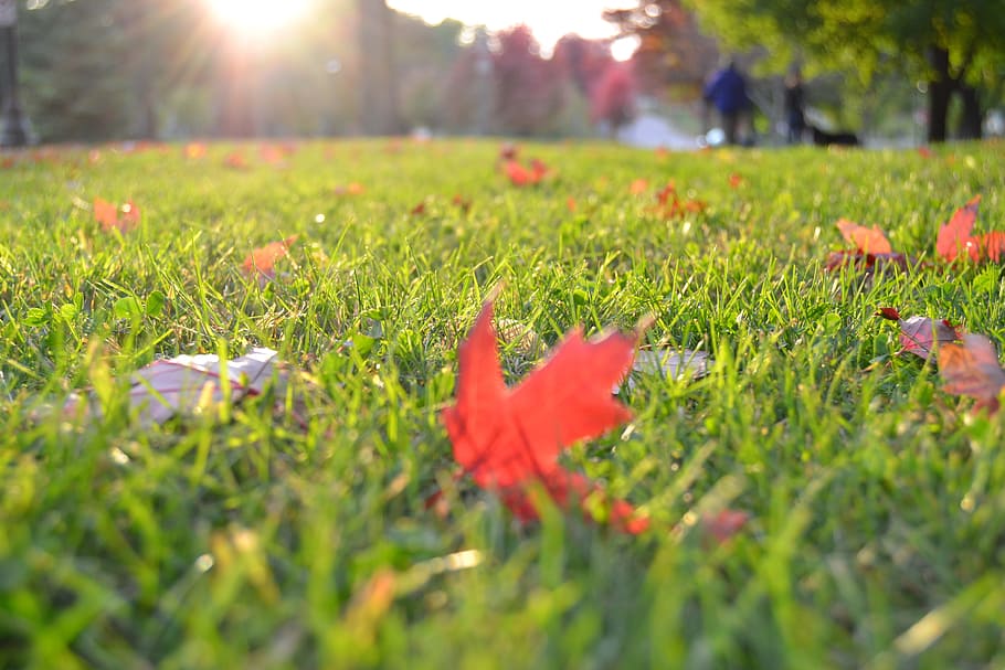 autumn, fall, leaf, plants, tree, dead, grass, sunlight, nature HD wallpaper