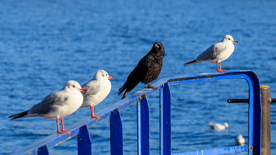 seagull, bird, wasserfogel, flying, animal, wing, nature, seevogel HD wallpaper