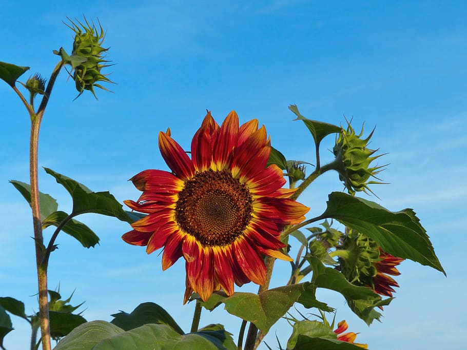 sunflower, bright, bloom, summer, beautiful, sky, plant, flowering plant HD wallpaper