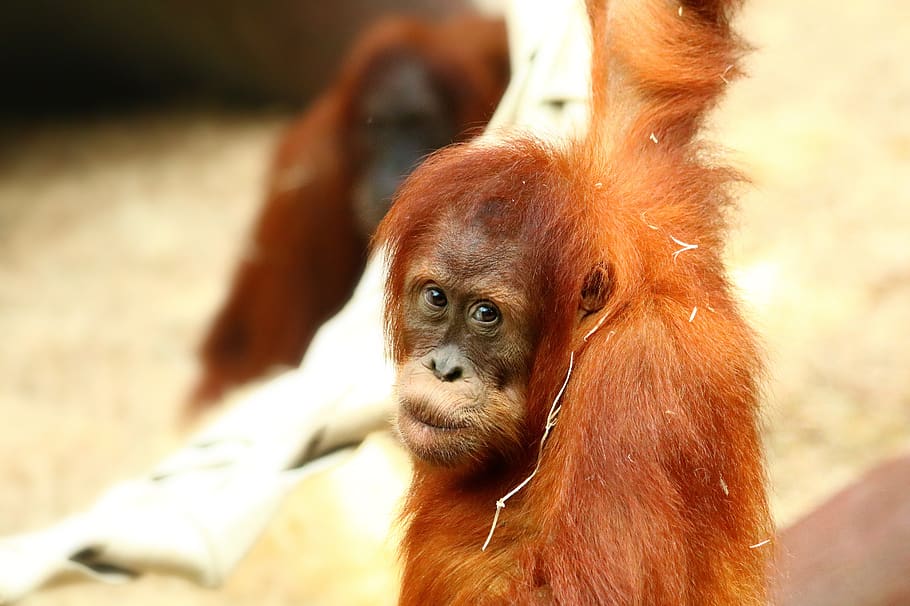 orangutan, primate, monkey, mammal, animal, view, zoo, animal themes HD wallpaper
