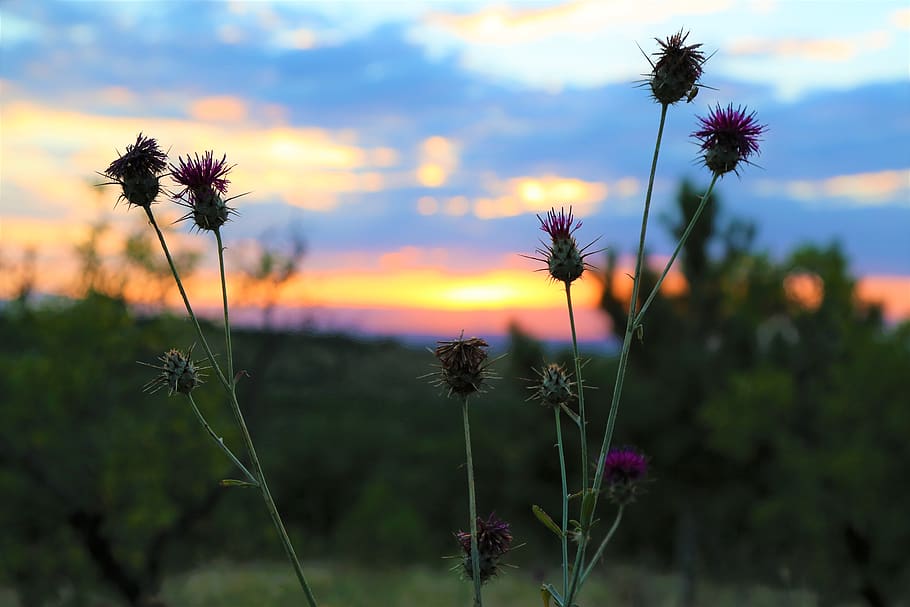 plant, horizon, nature, sky, clouds, spring, sunset, beauty in nature HD wallpaper