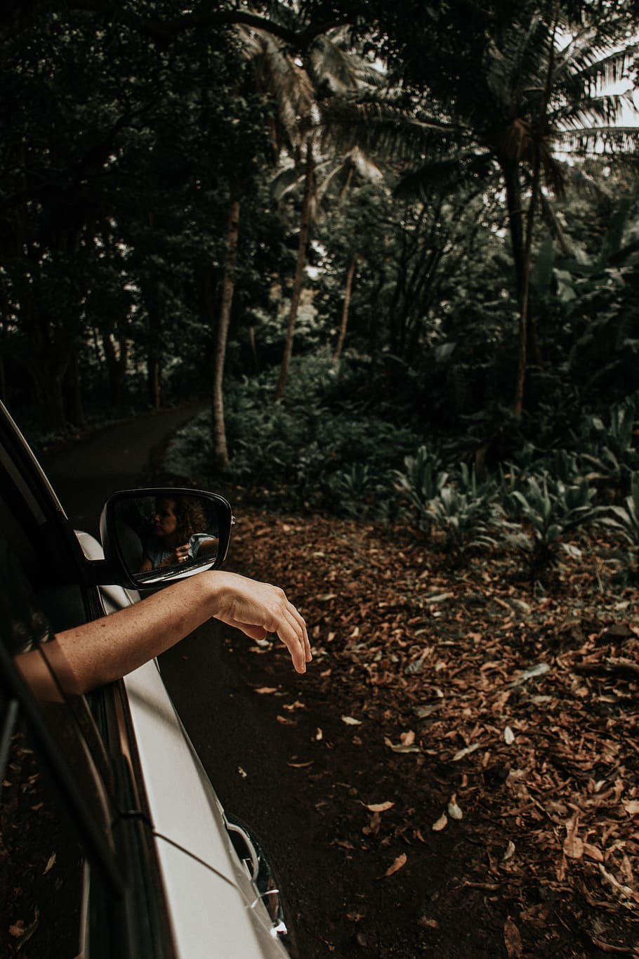 person's hand on car window, forest, arm, tree, palm, ground HD wallpaper