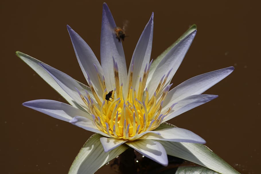 fragility, vulnerability, petal, flowering plant, flower head HD wallpaper