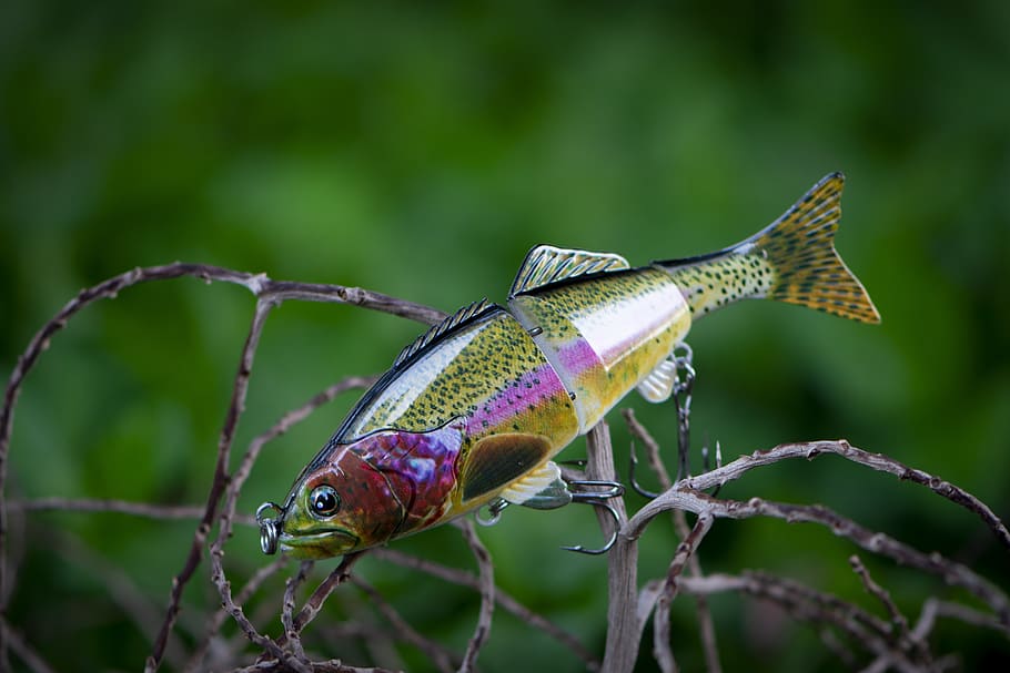 https://c0.wallpaperflare.com/preview/23/364/1010/fishing-fishing-lure-fish-lure-bad-cast.jpg