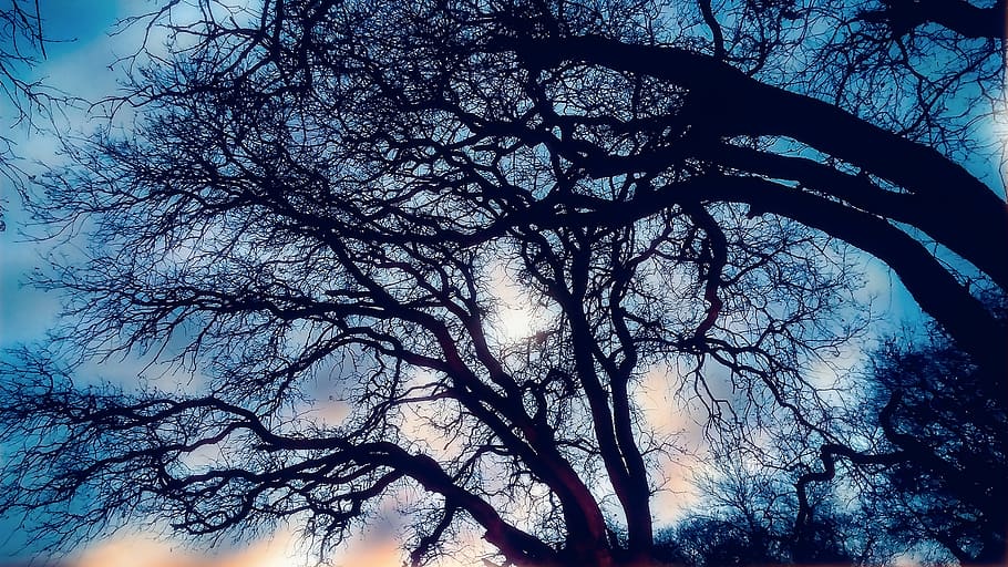 Bare Trees, branches, dark, eerie, forest, nature, season, wood HD wallpaper