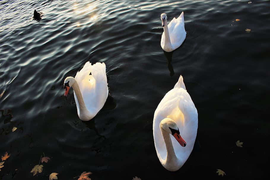 swan, river, water, animals in the wild, swimming, animal themes HD wallpaper