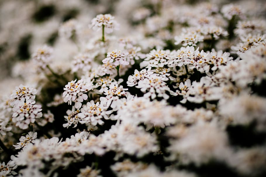 white flowers, flowering plant, freshness, beauty in nature, fragility HD wallpaper
