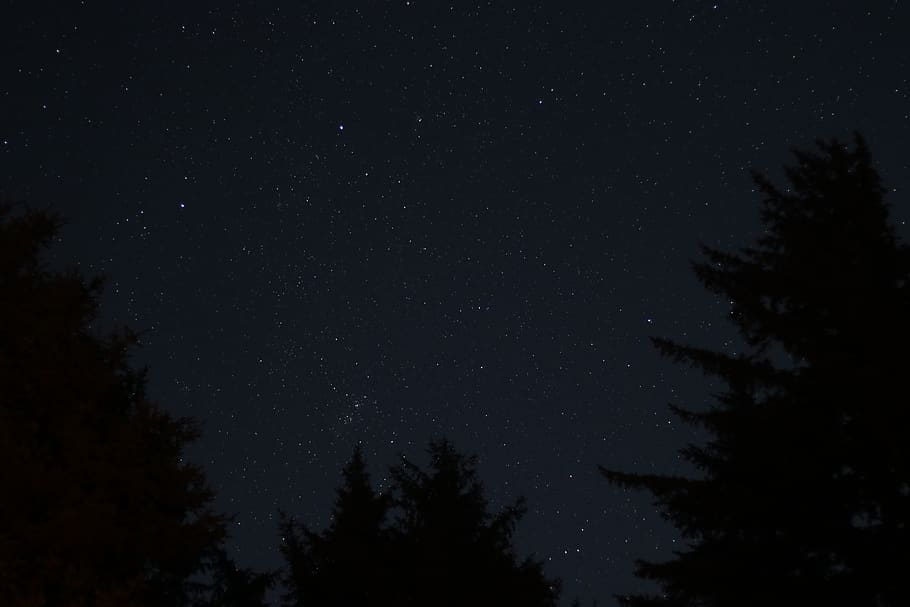 trees at night, night sky, forest, wood, star, astrophotography HD wallpaper