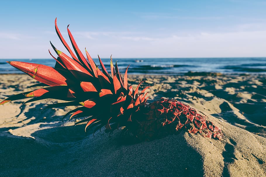 pineapple, red, sand, beach, water, lake, sea, ocean, sunset HD wallpaper
