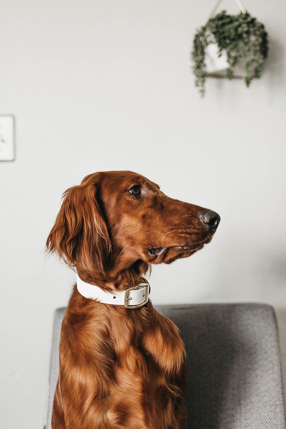 long-coated brown dog, minimal, pet, home, fur, looking away