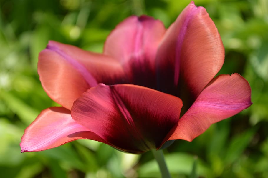 red, tulip, bicolor tulip, flower, flowering plant, petal, beauty in nature HD wallpaper