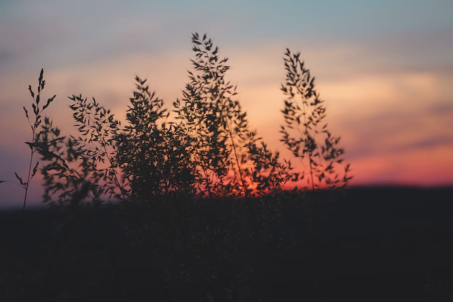 sunset, crops, colorful, sky, beauty in nature, plant, tranquility HD wallpaper