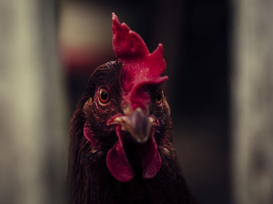 selective focus photography of red rooster, chicken - bird, animal themes HD wallpaper