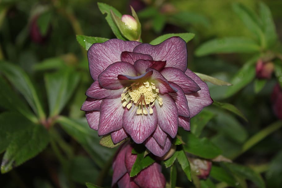 nature, flower, garden, plant, christmas rose, close up, flowering plant HD wallpaper