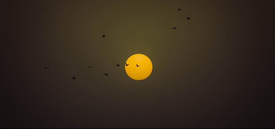 Full Moon Photography, birds, evening, sun, sunset, yellow, flying HD wallpaper