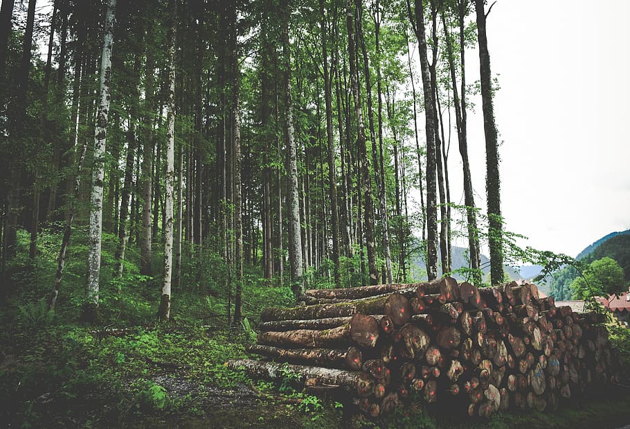 cut logs on grass, tree, forest, land, nature, vegetation, flora HD wallpaper