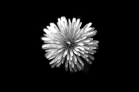 usa, tyler, texas, alone, single, graphic, contrast, beautiful HD wallpaper