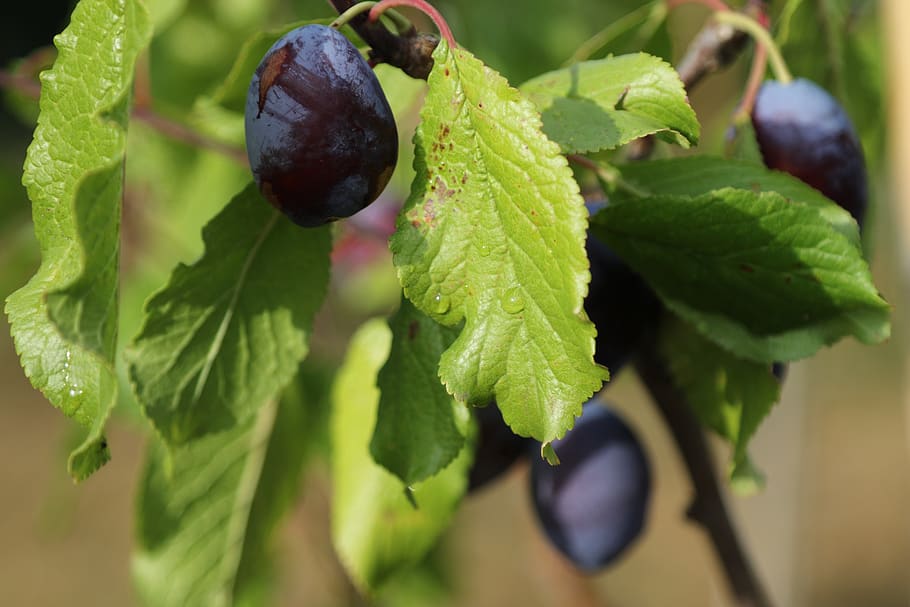 plum, damson, prune, leaf, plant part, food and drink, fruit HD wallpaper