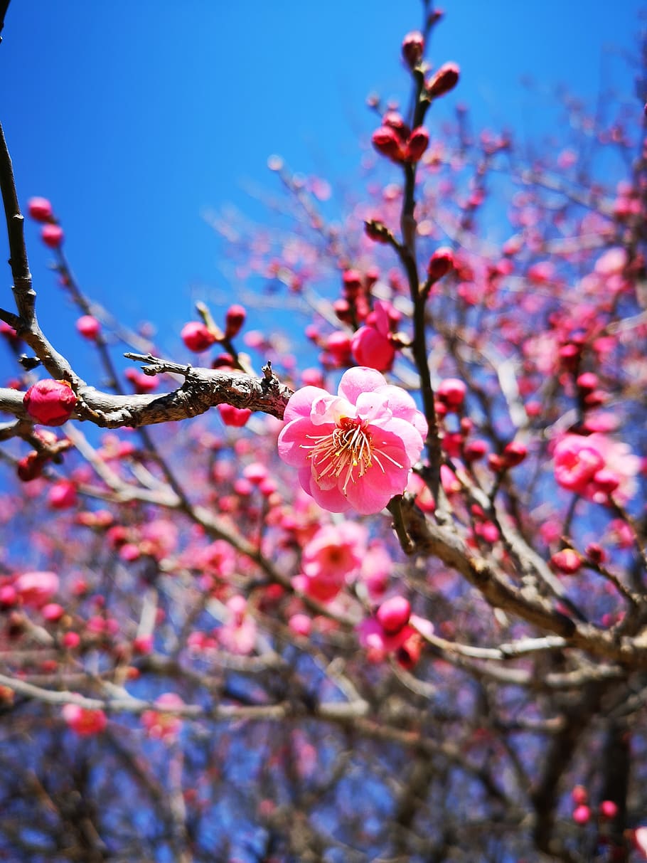 flower, tree, cherry blossom, flowering plant, growth, fragility HD wallpaper