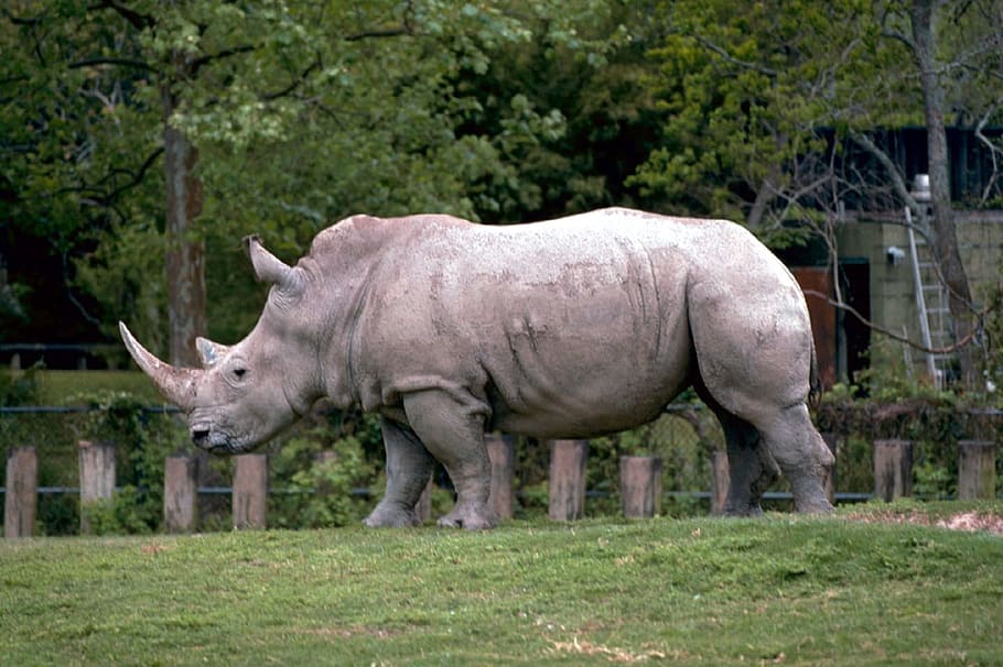 zoo, jungle, forest, wild, animal, nature, rhino, animal themes HD wallpaper