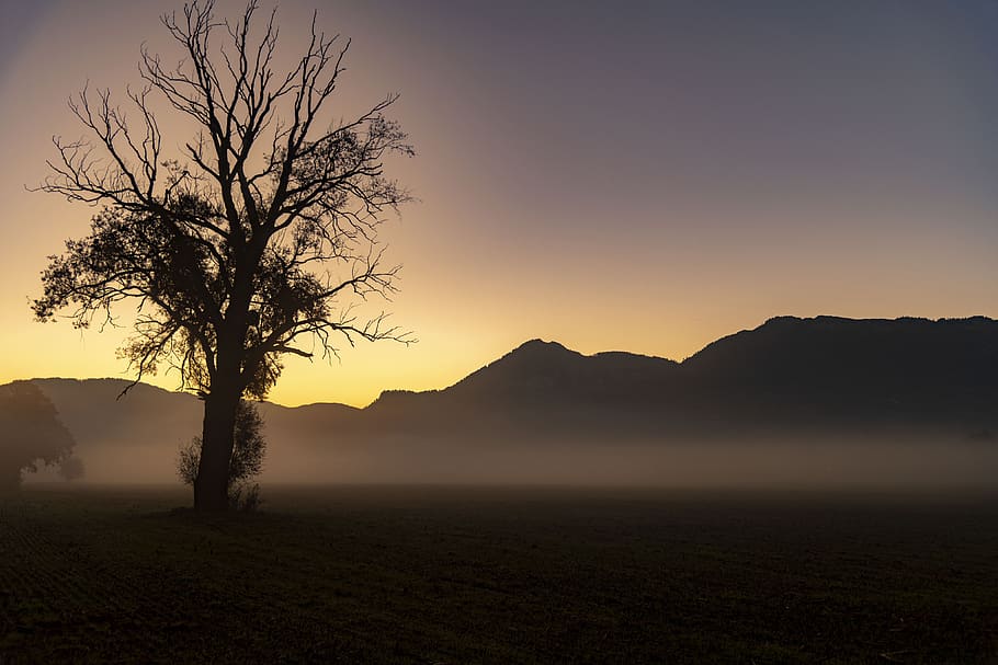 tree, sunrise, sunset, fog, landscape, nature, sky, silhouette HD wallpaper