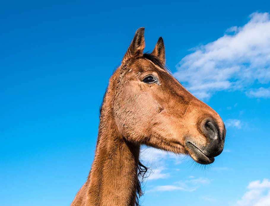 horse, wild, animal, farm, nature, stable, pony, one animal HD wallpaper