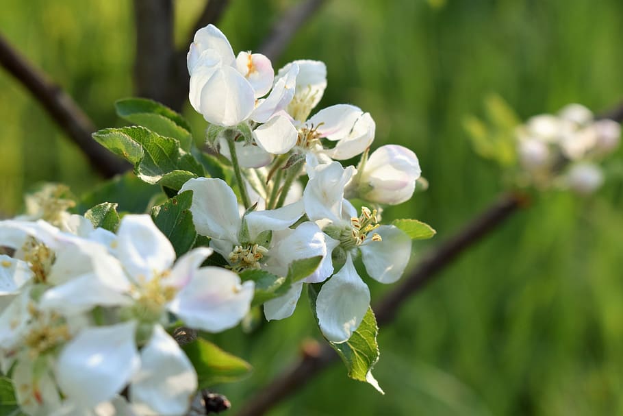 Spring fruit. Яблоня домашняя цветение. Яблоня во время цветения. Этапы цветения яблони. Яблоня домашняя время цветения.