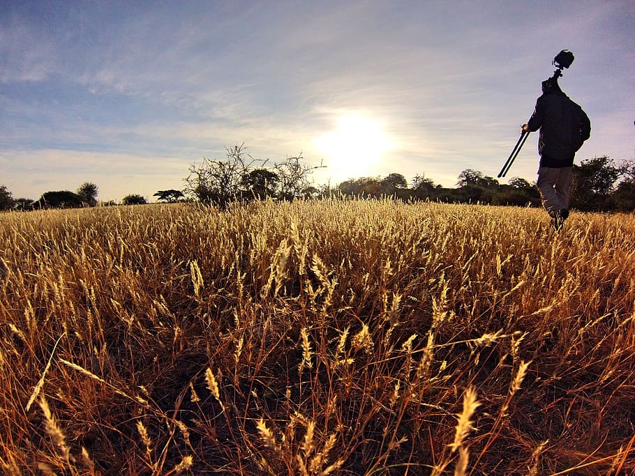 Man in Black Long Sleeve Shirt Holding Camera Tripod Walking on Wheat Fields at Daytime HD wallpaper