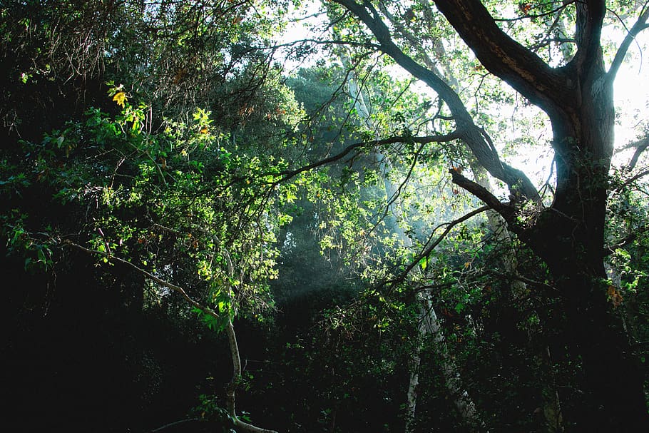 united states, santa clarita, forest, tree, light, sun, plant, HD wallpaper