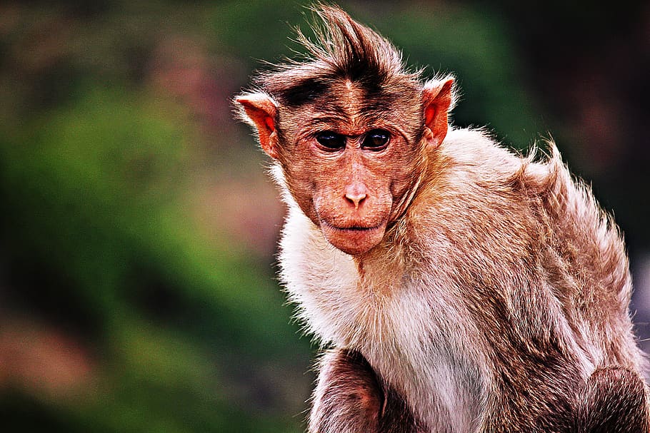 monkey, wild, animal, natural, cute, zoo, animal themes, one animal HD wallpaper