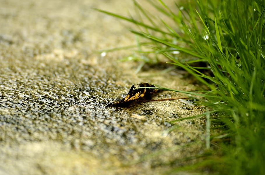 nature, leaf, fallen leaf, grass, close up, selective focus HD wallpaper
