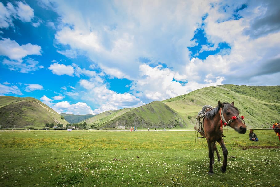 china, tibet, animal themes, domestic animals, mammal, cloud - sky HD wallpaper