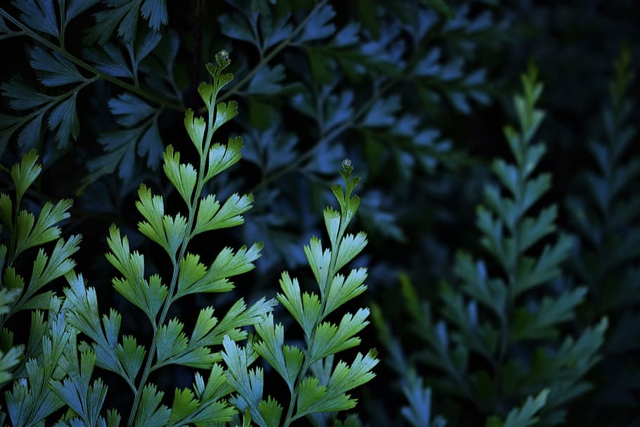 growth, plant, green color, plant part, leaf, close-up, beauty in nature HD wallpaper