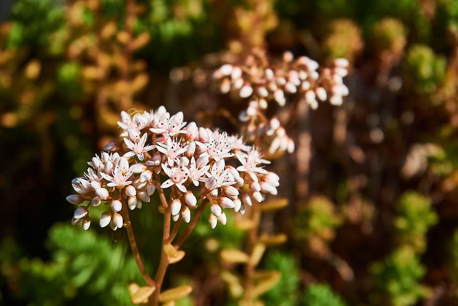 rotmoos, stonecrop, blossom, bloom, coral carpet, sedum album HD wallpaper
