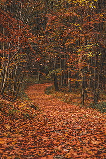 fall, autumn, leaves, nature, colorful, bright, red, tree, leaf HD wallpaper