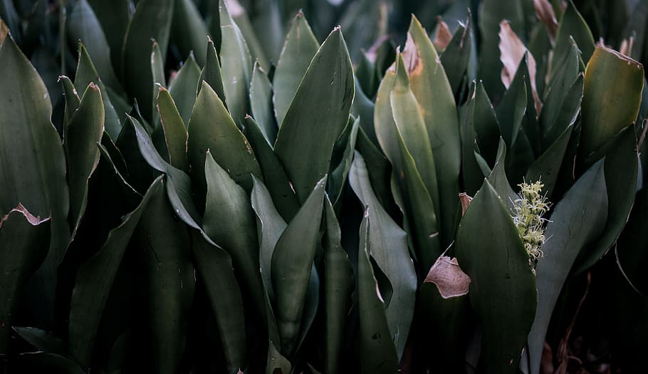 green plant, agavaceae, flower, blossom, aloe, leaf, araceae HD wallpaper