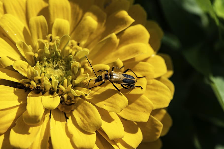 flower, bug, insect, beetle, petals, core, garden, invertebrate HD wallpaper