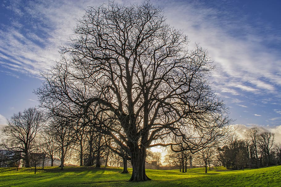 autumn, tree, clouds, twilight, plant, sky, bare tree, beauty in nature HD wallpaper