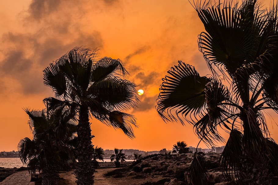 palm trees, sunset, sky, clouds, evening, ayia napa, cyprus HD wallpaper