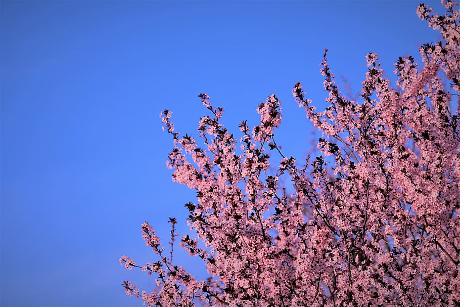 spring, pink flowers, evening, bloom, nature, outdoor, flowering plant HD wallpaper
