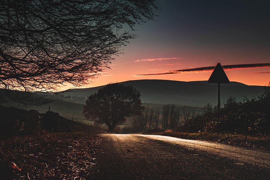 trees during golden hour, nature, outdoors, road, sunset, dusk HD wallpaper