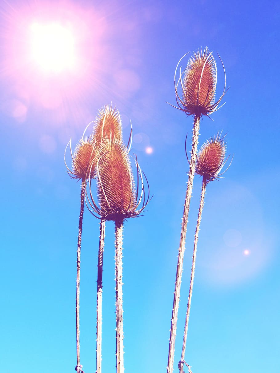 Macro Photography of Brown Plant, blue sky, bright, flora, grass HD wallpaper